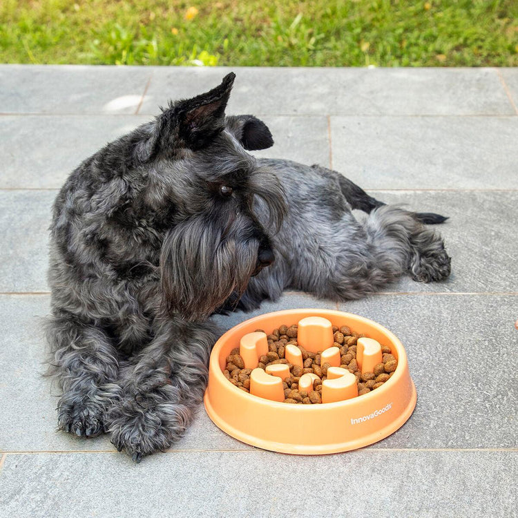 Slow Eating Food Bowl for Pets Slowfi InnovaGoods - Sterilamo